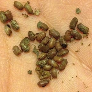 dimidiatipes ooths.jpg