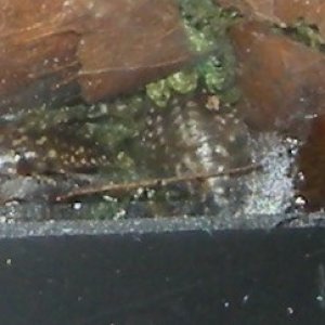 DSCN0141.JPG