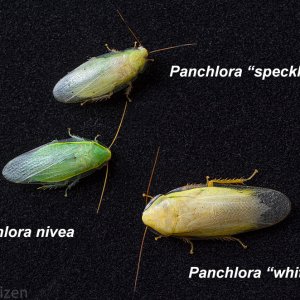 Pachlora-spp-comparison.jpg