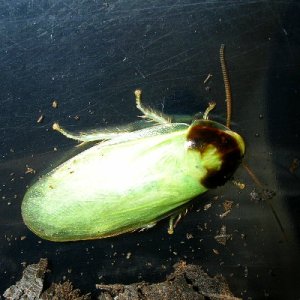 Panchlora.jpg