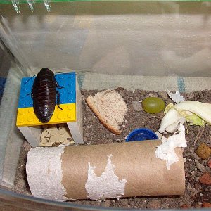 Hisser1.jpg