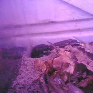 Billede_1035_.jpg