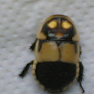 Billede_1041_.jpg