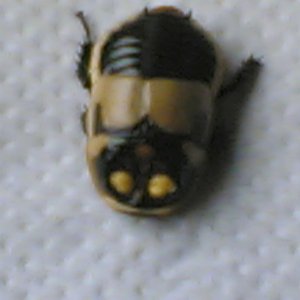 Billede_1040_.jpg