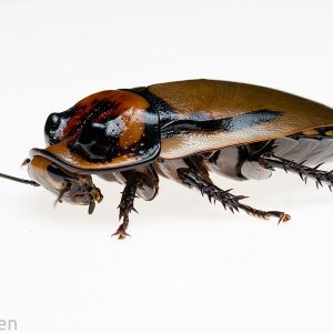 Hormetica-apolinari-male.jpeg