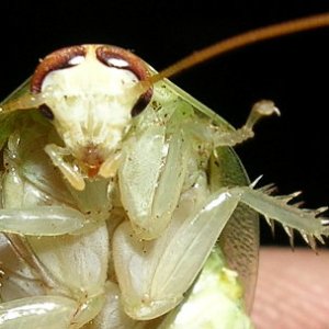 Panchloragiantface.jpg