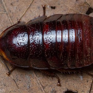 Hormetica-apolinari-nymph.jpeg