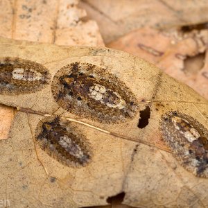 Lanxoblatta-rudis-nymphs.jpg
