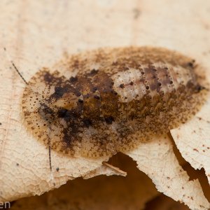 Lanxoblatta-rudis-nymph.jpg