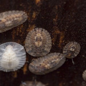 Lanxoblatta-rudis-nymphs-2.jpg