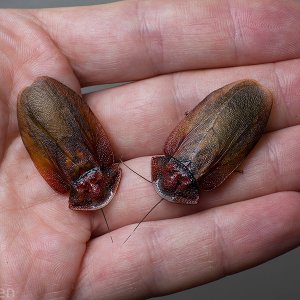 Lanxoblatta-rudis-pair-molted.jpg