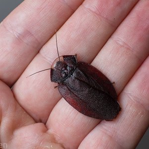 Lanxoblatta-rudis-male.jpg