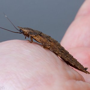 Lanxoblatta-rudis-nymph.jpg