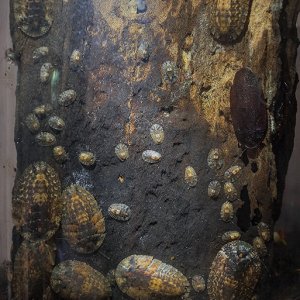 Lanxoblatta-babies-3.jpg