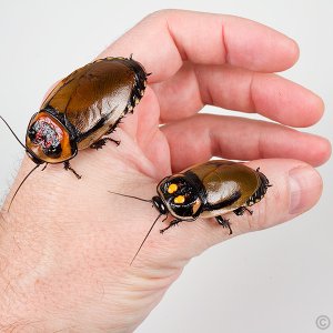 Hormetica-vs-Lucihormetica-1.jpg