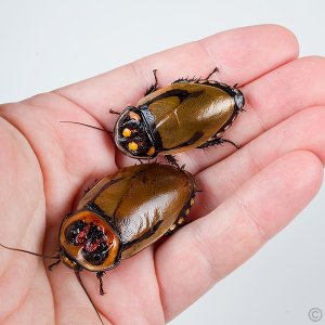 Hormetica-vs-Lucihormetica-3.jpg