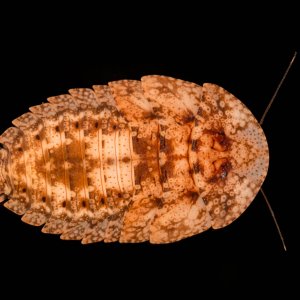 Schizopilia_fissicollis_1s.jpg