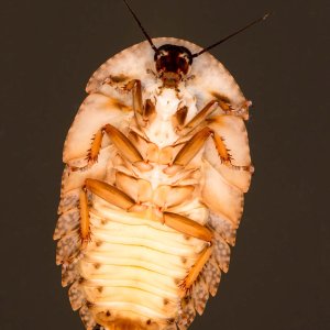 Schizopilia_fissicollis_3s.jpg