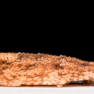 Schizopilia_fissicollis_4s.jpg
