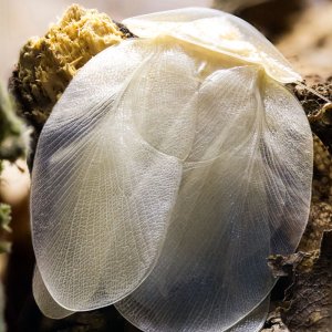 Schizopilia_fissicollis_10s.jpg
