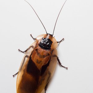 Blaberus-sp-Honduras-1.jpg