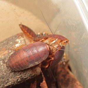 Rhabdoblatta 1 nymphs - уменьшено.jpg