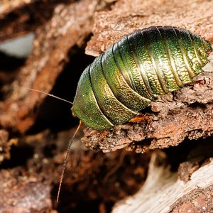 pseudoglomeris_corydidarum_01_small.jpg