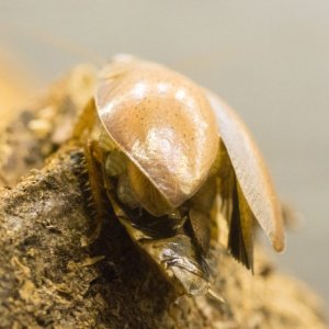 porcellana2.jpg