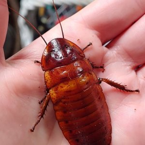 roach.jpg