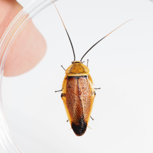 Media 'adult.png' in category 'Cockroach Photo Gallery'