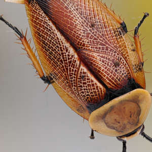 Media 'adult1.png' in category 'Cockroach Photo Gallery'