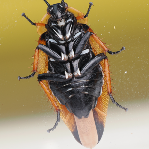 Media 'underadultooth.png' in category 'Cockroach Photo Gallery'