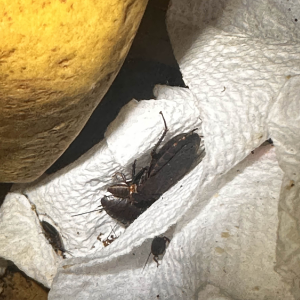 Media '1760571528077.png' in category 'Cockroach Photo Gallery'