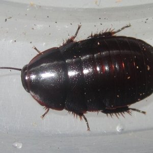 P.bilobata#1.JPG