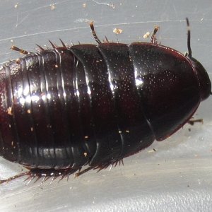 P.bilobata#3.JPG