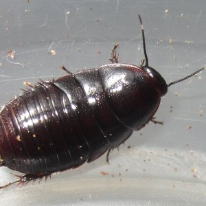 P.bilobata#4.JPG