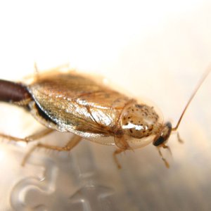 azroach_female.jpg
