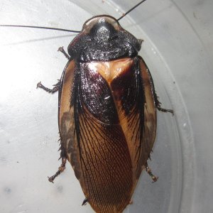 Phortioecaphoraspoides#1.JPG