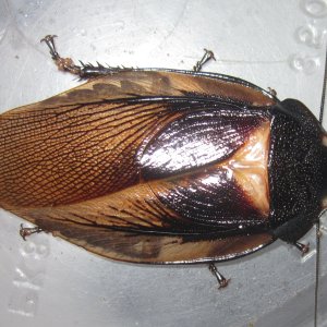Phortioecaphoraspoides#4.JPG