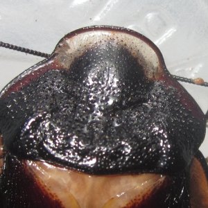 Phortioecaphoraspoides#5.JPG