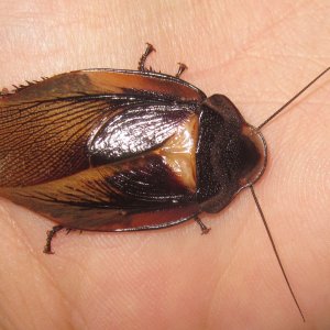 Phortioecaphoraspoides#8.JPG