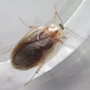 ArenivagaHesperia#2.JPG