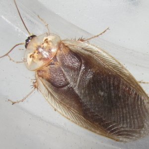 ArenivagaHesperia#3.JPG