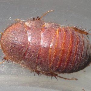 ArenivagaHesperia#5.JPG