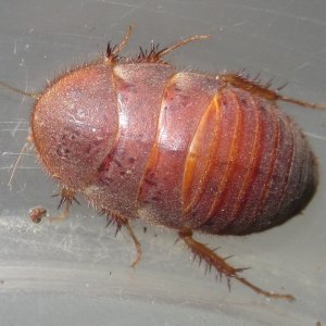 ArenivagaHesperia#6.JPG