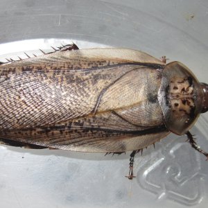 R.maderae#1.JPG