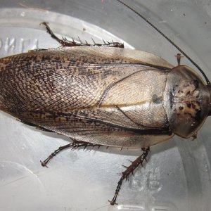 R.maderae#2.JPG