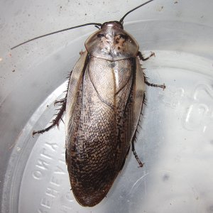 R.maderae#4.JPG