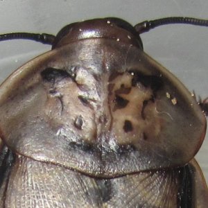 R.maderae#5.JPG