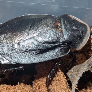 Media 'PXL_20251027_183949835.jpg' in category 'Cockroach Photo Gallery'